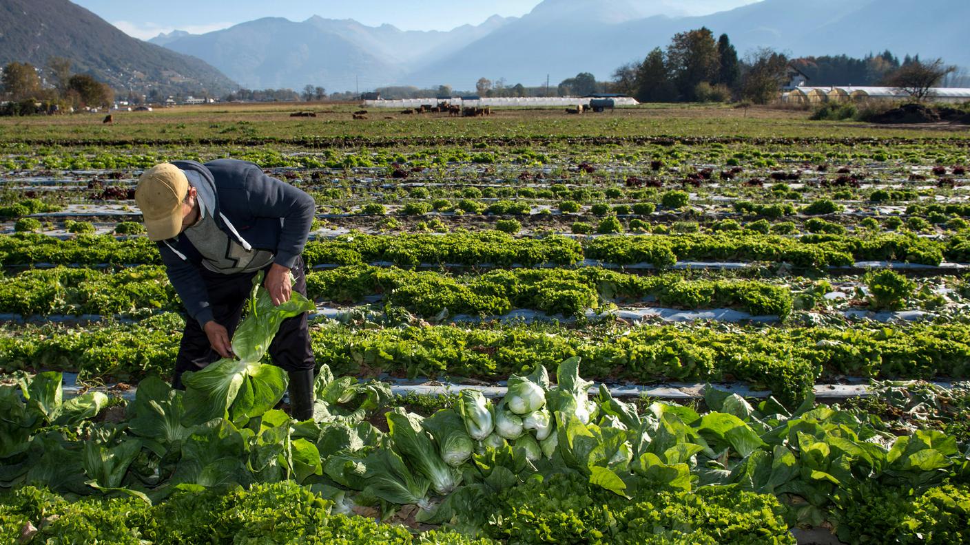 Raccolta dell'insalata sul Piano di Magadino