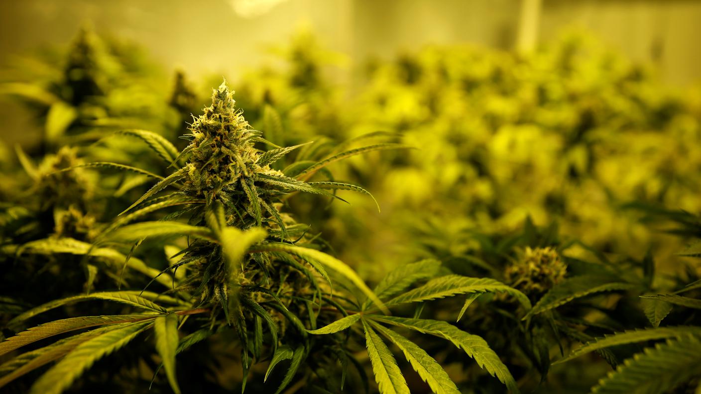 Sempre più stati interessati a legalizzare la cannabis