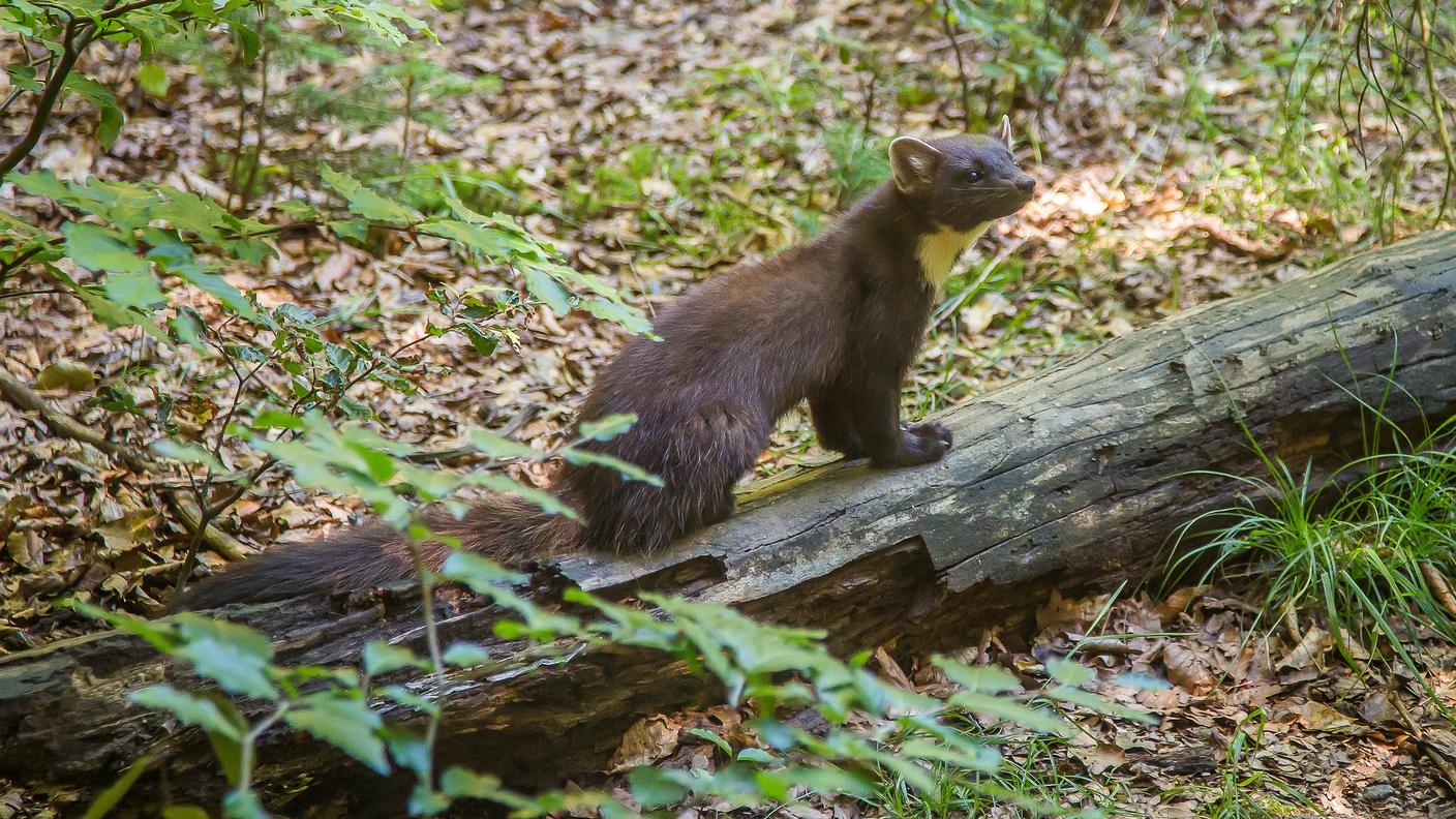 Le martore si insinuano nei motori delle auto
