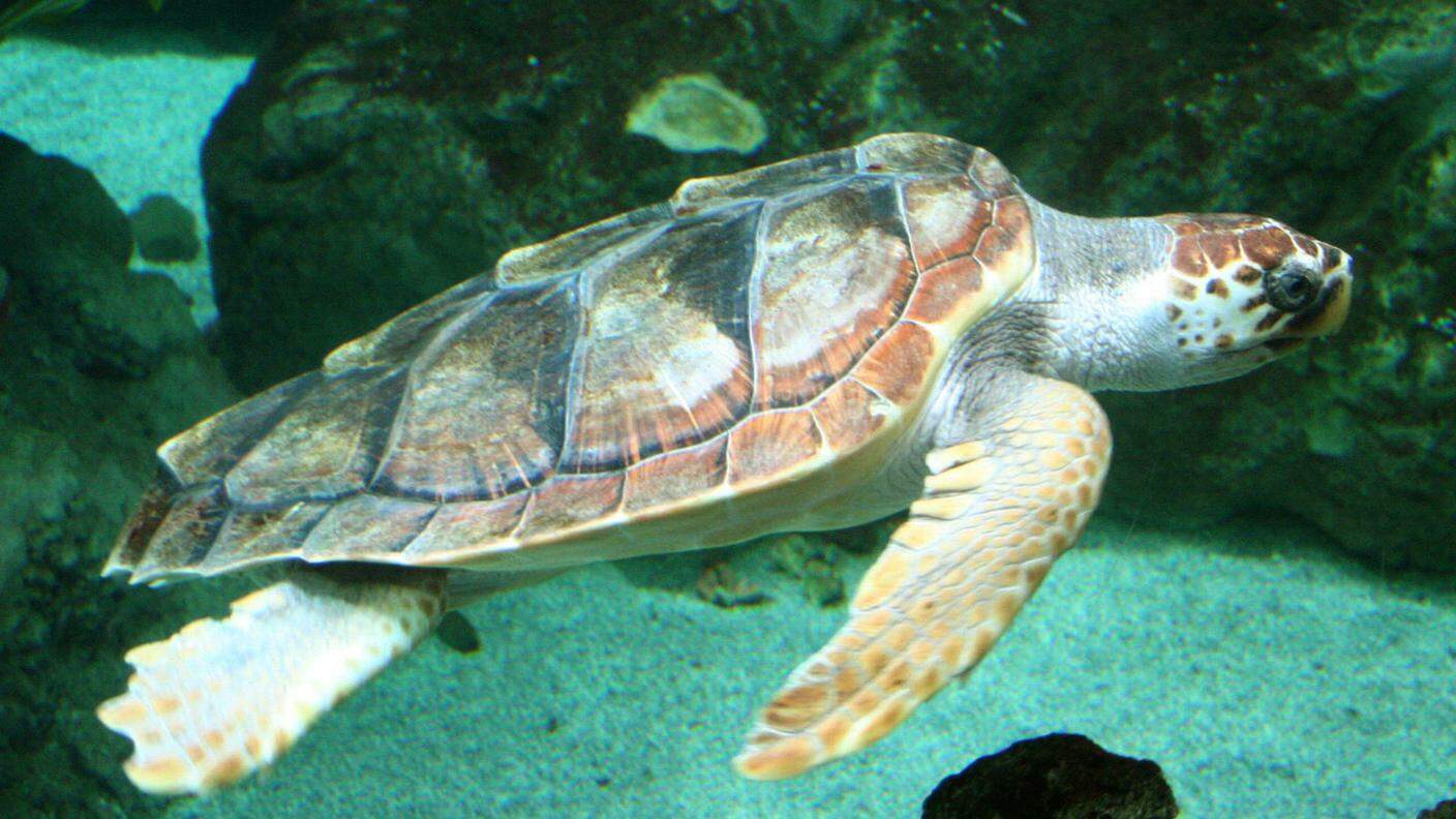 Una tartaruga comune (Caretta caretta) sulle coste francesi. È la più comune del mar Mediterraneo