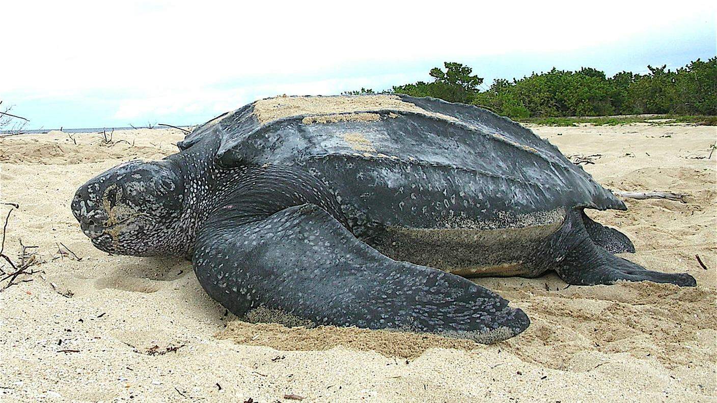 La tartaruga liuto è la più grande: può raggiungere i 3 metri di lunghezza