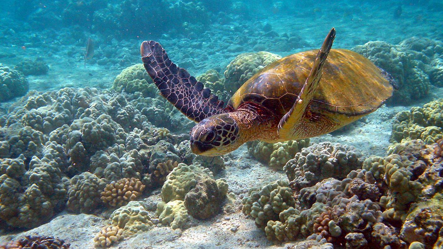 Considerata la più adatta al nuoto, la tartaruga verde migra in grandi gruppi percorrendo migliaia di chilometri