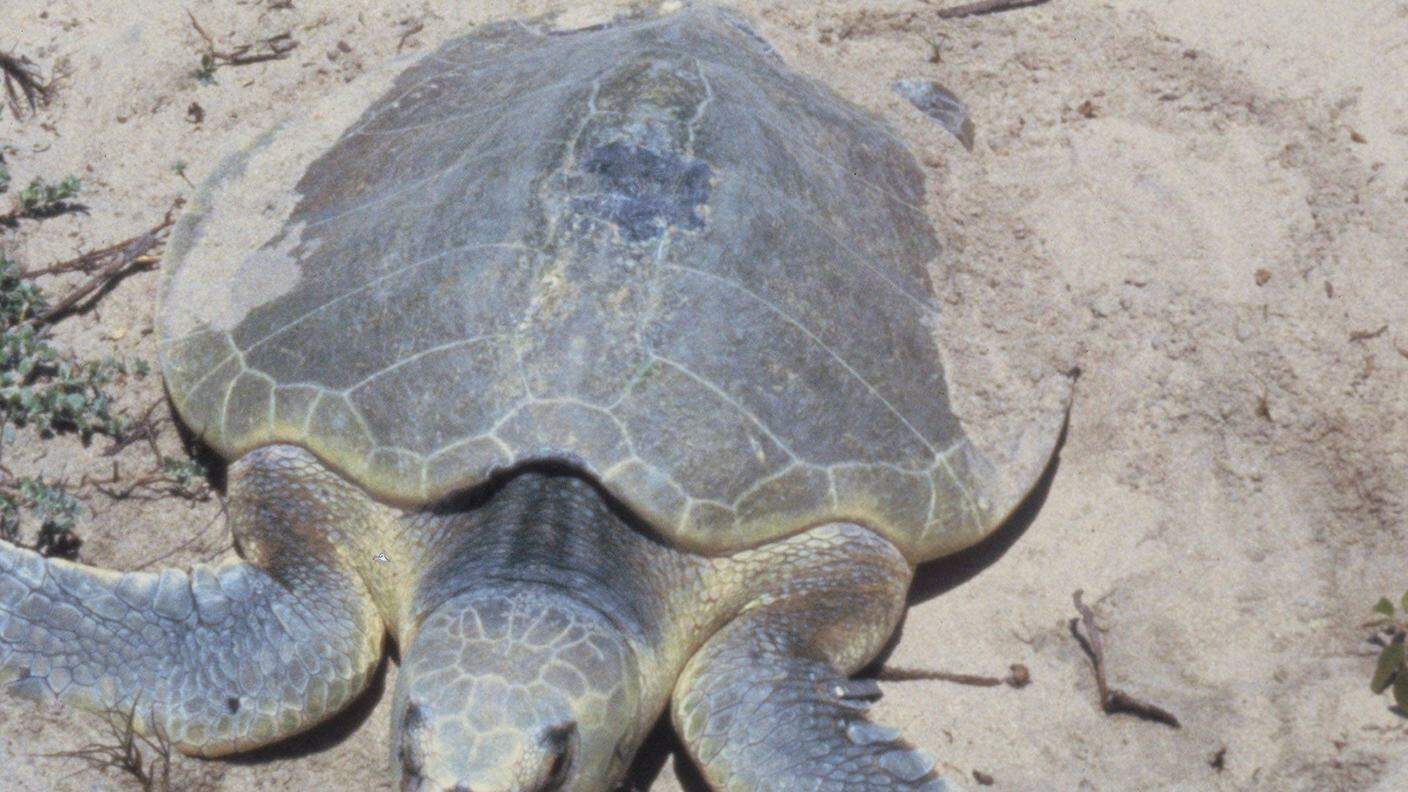 La piccola tartaruga di Kemp è la più minacciata: ne esistono solo 1'000 femmine
