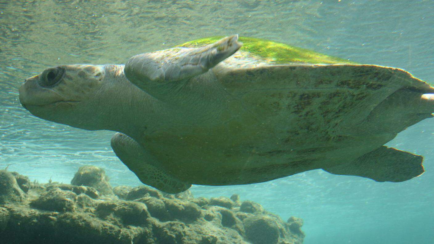 La tartaruga olivacea è diffusa soprattutto ai tropici