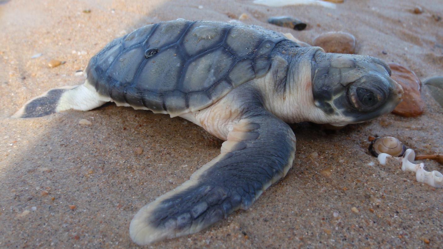 Un piccolo di tartaruga a dorso piatto mentre cerca di raggiungere il mare