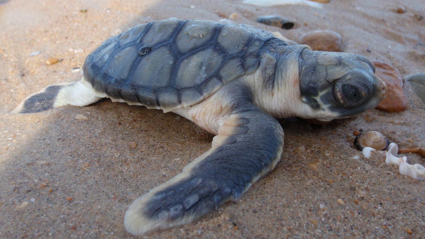 Un piccolo di tartaruga a dorso piatto mentre cerca di raggiungere il mare