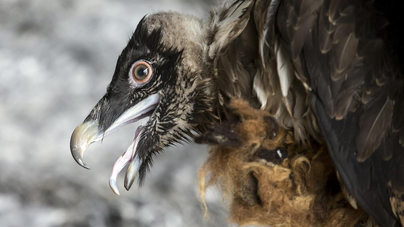 Comunemente noto come avvoltoio barbuto, in Svizzera è una specie protetta