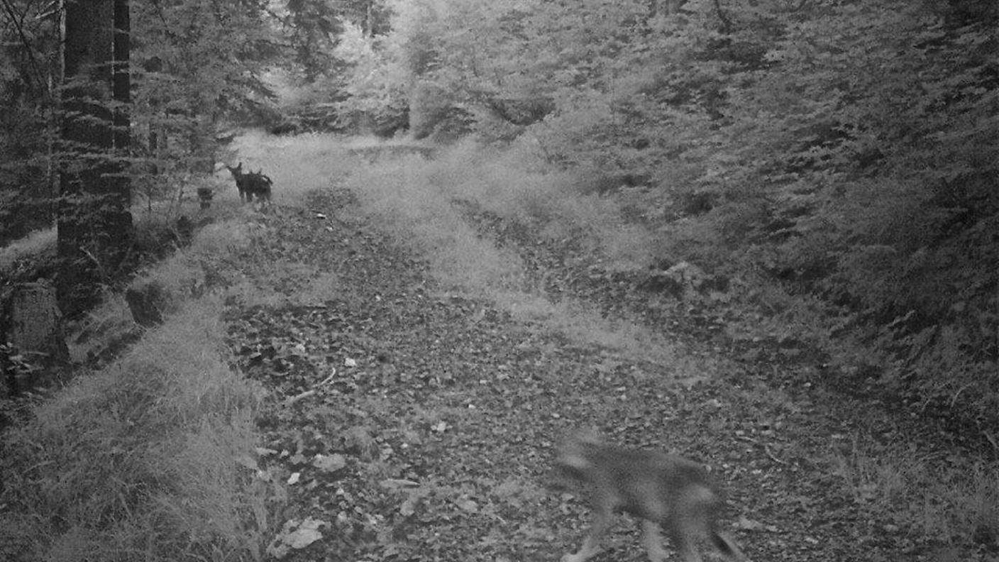 I cucciolotti dei lupi del Calanda immortalati da una fotocamera nascosta