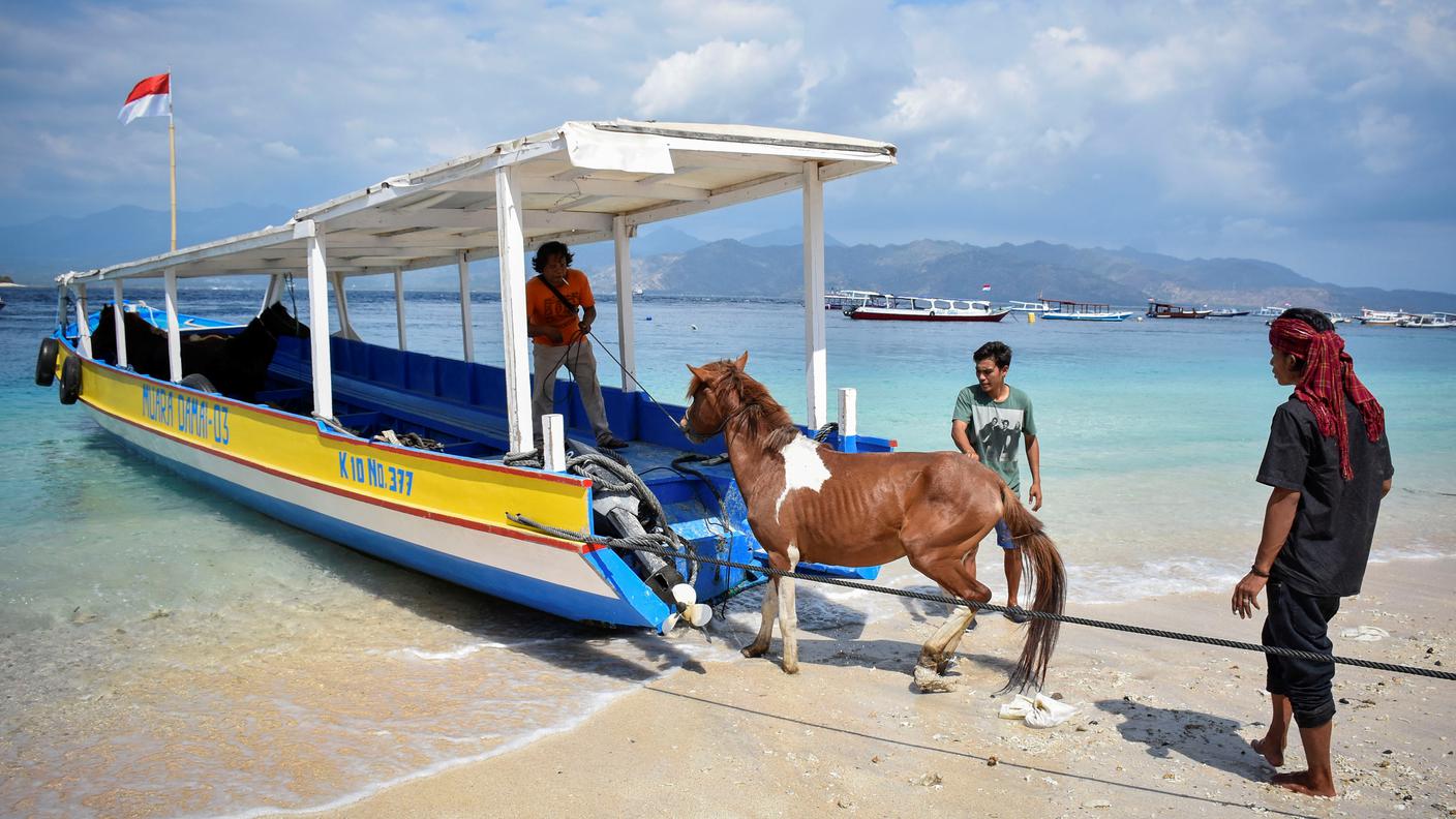 Un cavallo viene portato in salvo