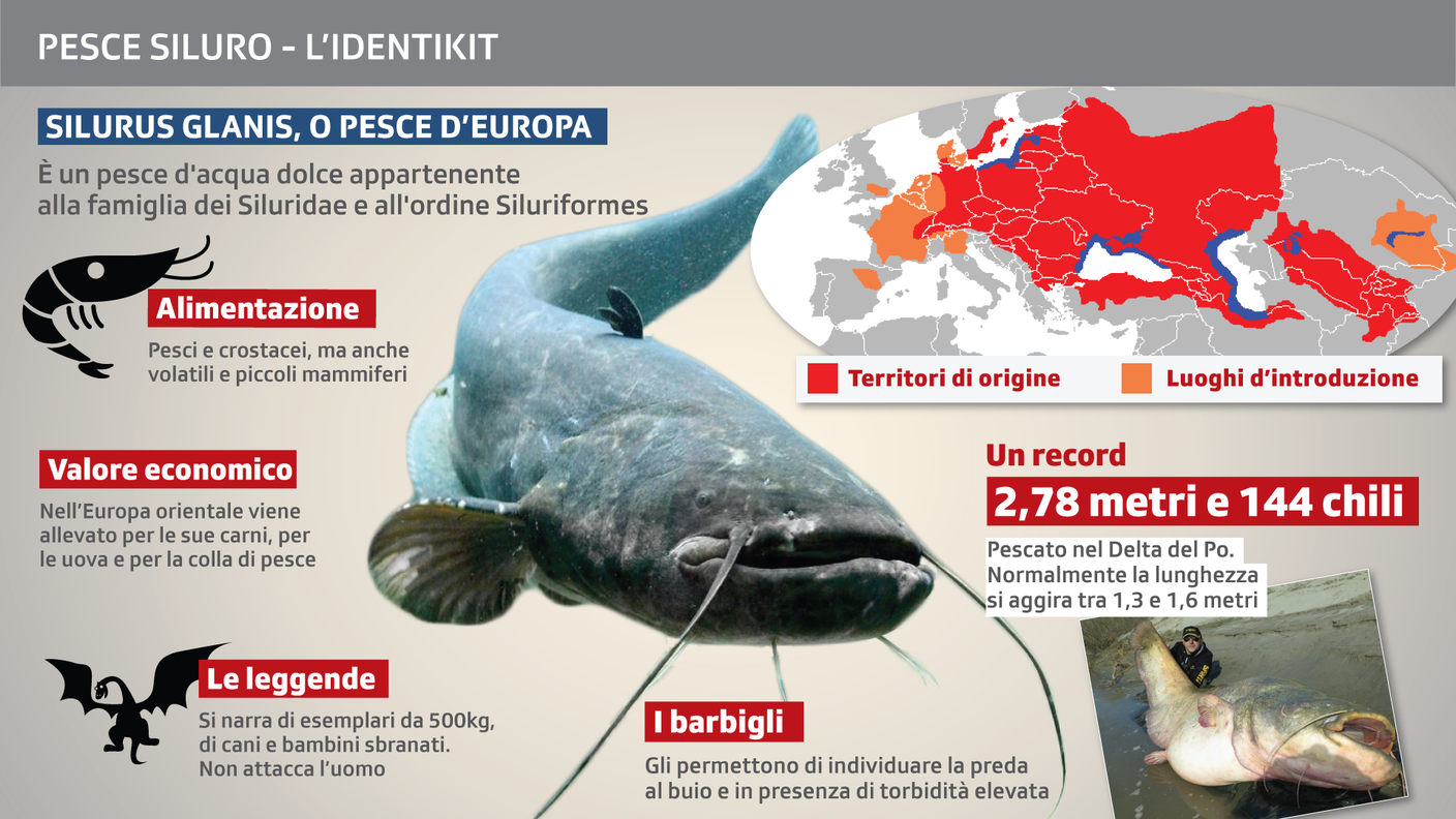 Silurus Glanis, o pesce d'Europa