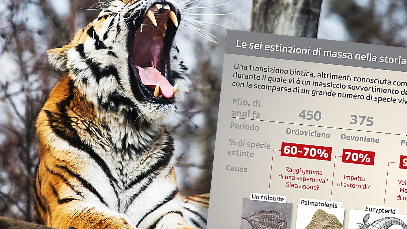 Una tigre siberiana, specie vulnerabile