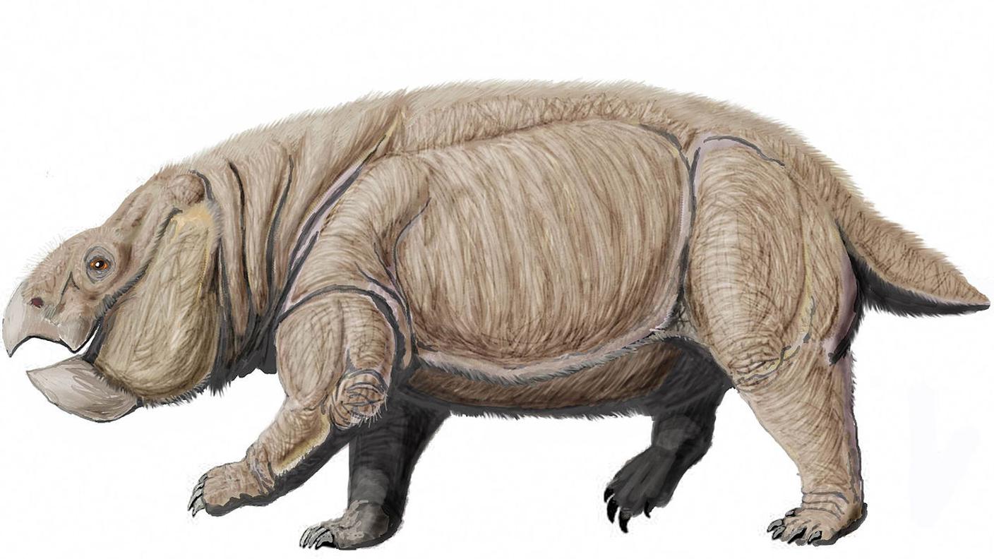Il disegno di un Lisowicia, specie di dicinodonte