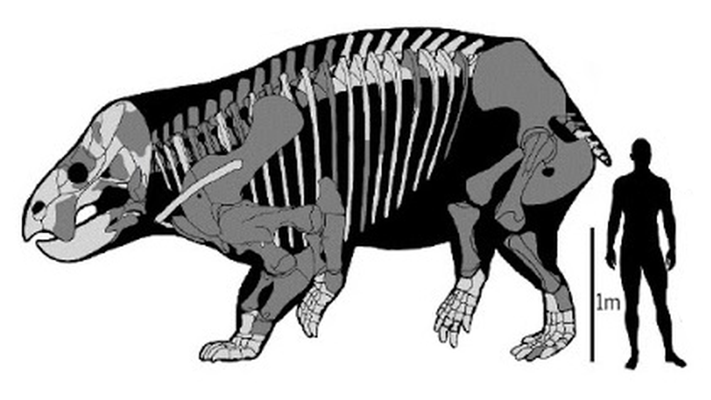 Le dimensioni del dicinodonte