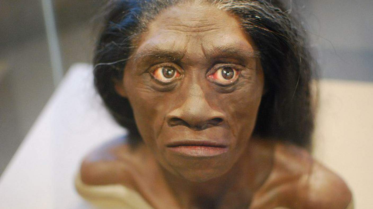 Una rappresentazione dell'Homo floresiensis esposta a Washington