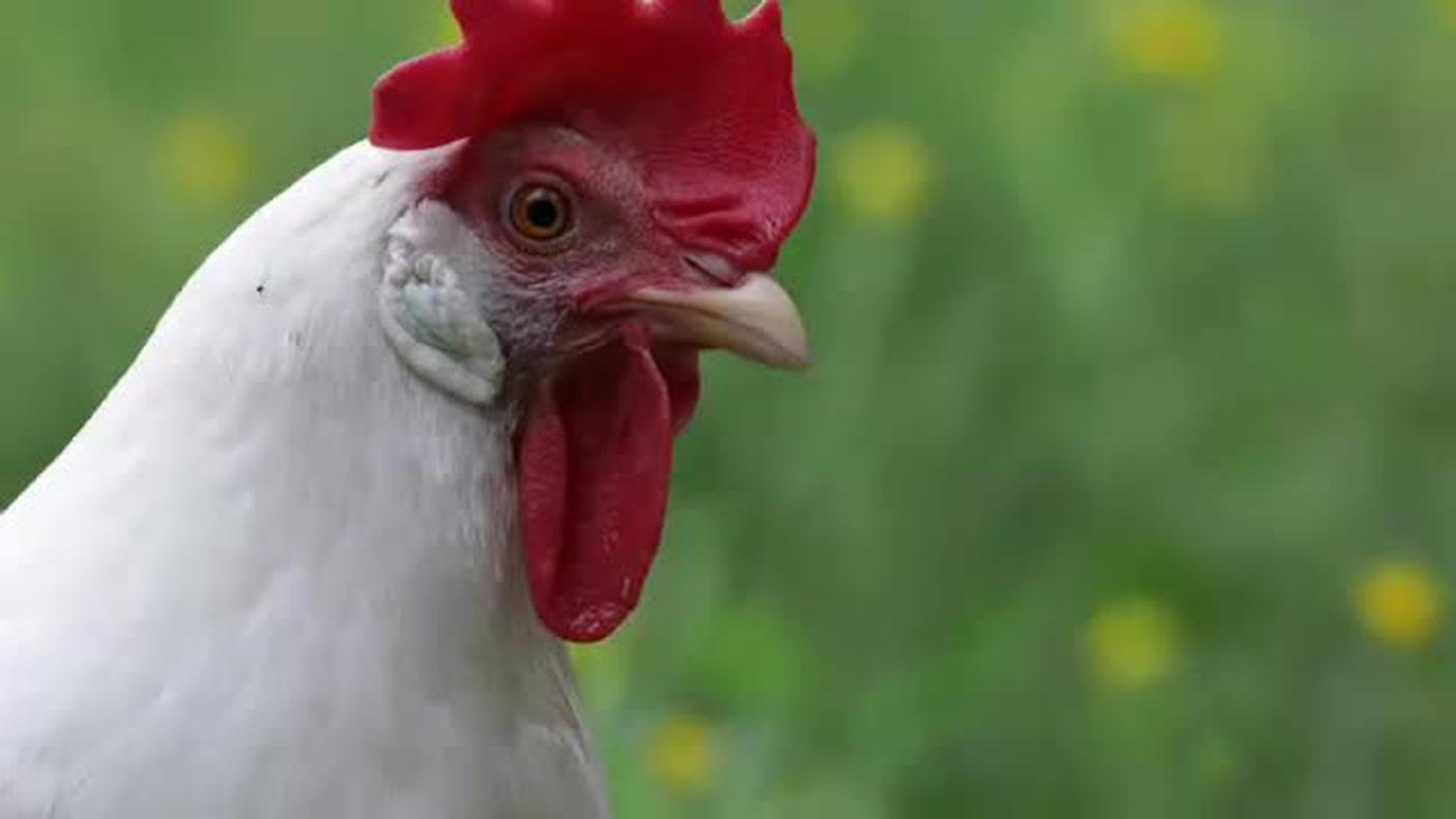 Galline d'appartamento