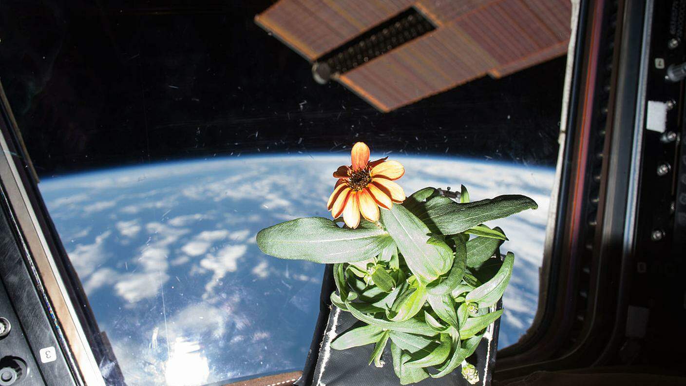 Un fiore di Zinnia sulla ISS nel 2016