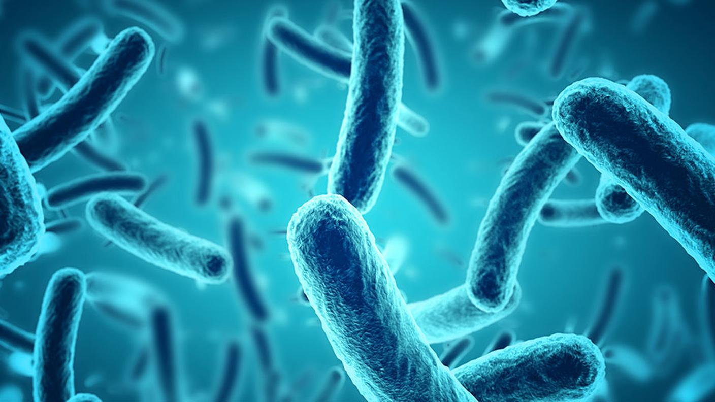 Il batterio Bacillus subtilis, conosciuto anche come bacillo del fieno