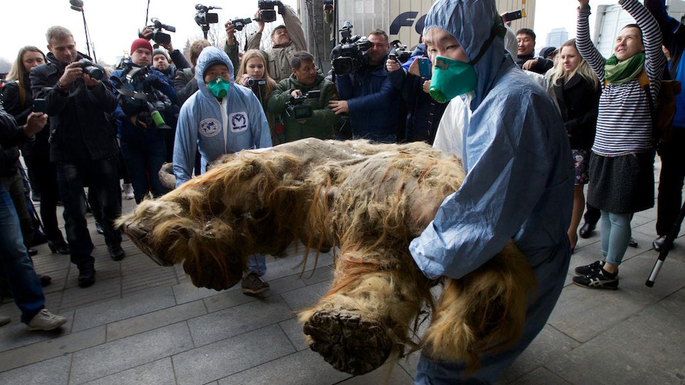 Il baby mammut in una foto del 2014 in Russia