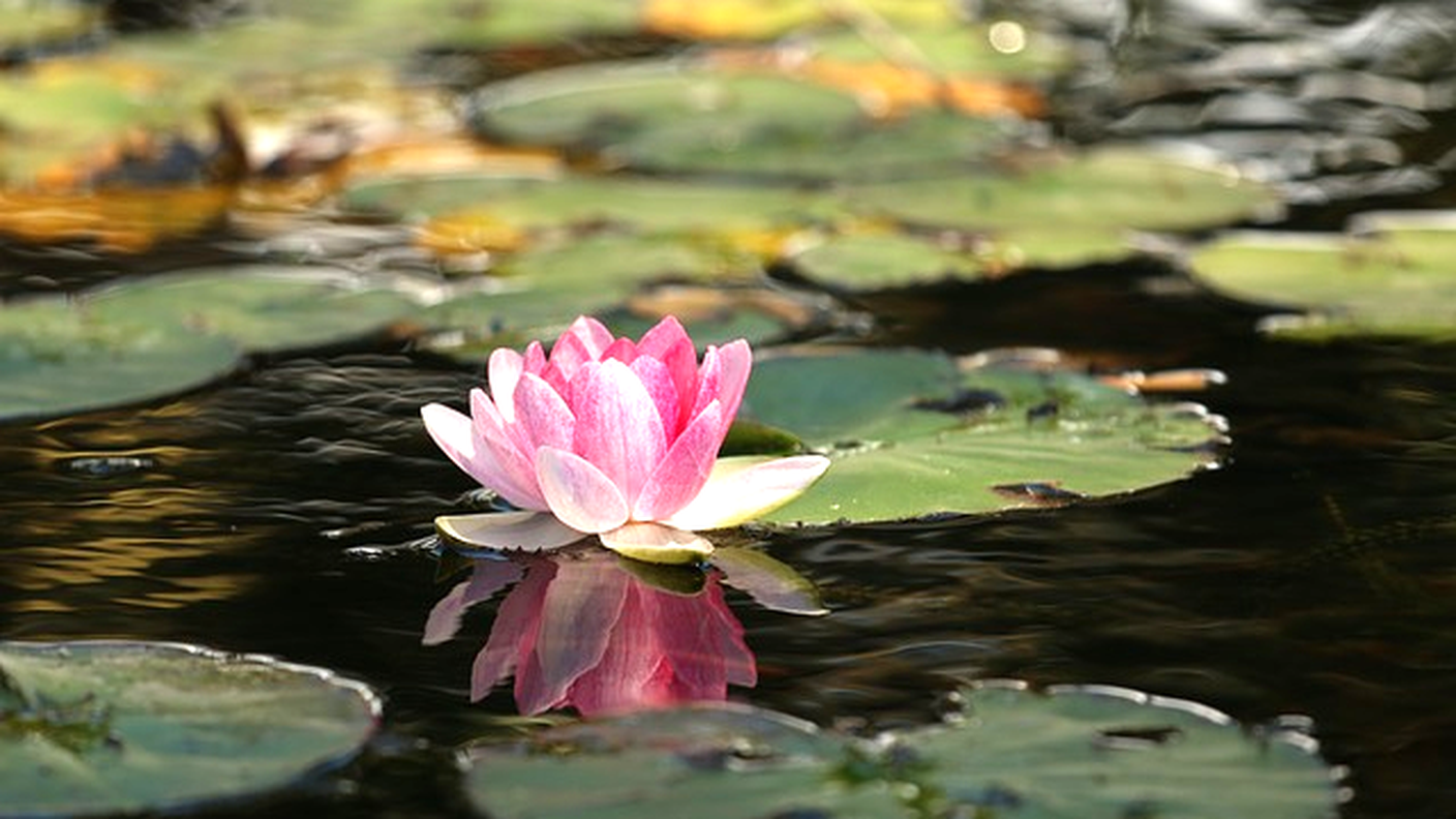 Nell'esperimento, alcuni fiori di loto sono diventati capaci di segnalare la presenza di acetone nell'acqua