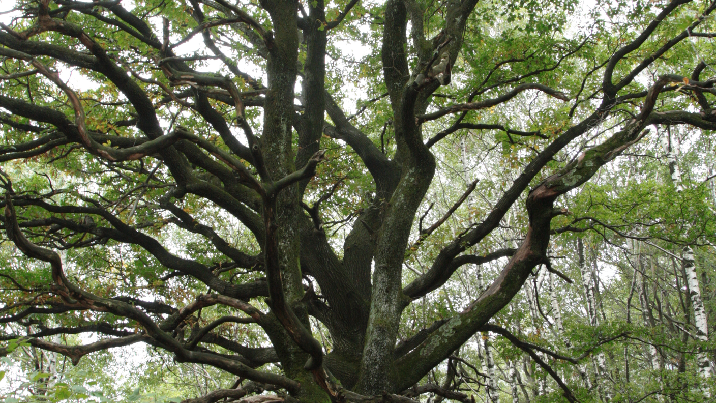 Le querce del Monte Barro