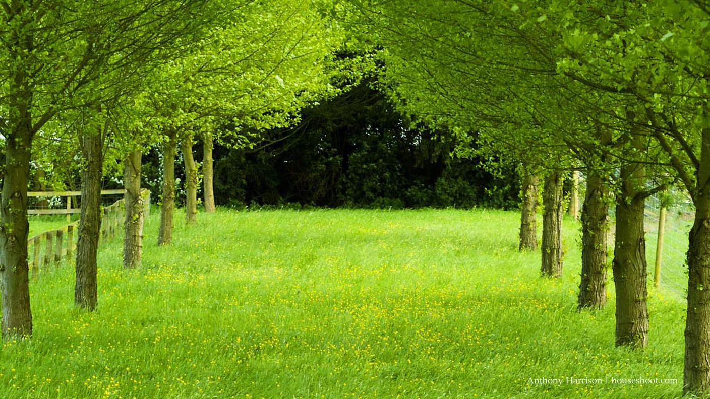 giardino, alberi