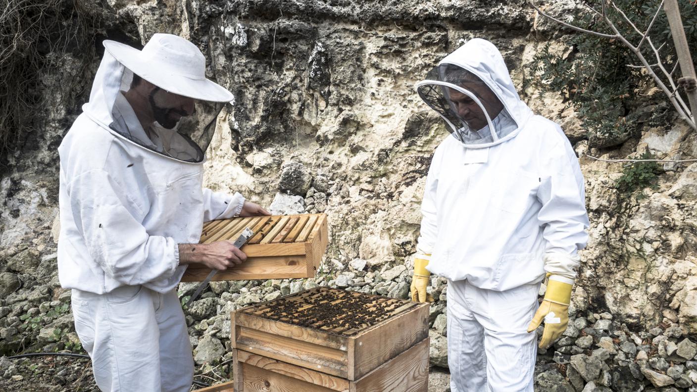 Jorge Spiteri e un collega intenti a raccogliere i favi costruiti dalle api. Nelle arnie in foto, vivono api della specie "mellifera ruttneri" tipica di Malta