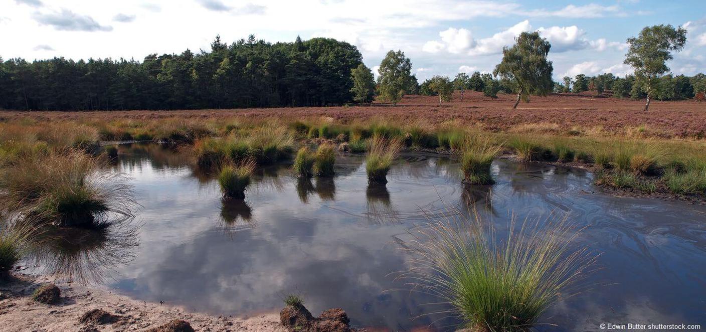 verwunschene-Moore-Lueneburger-Heide