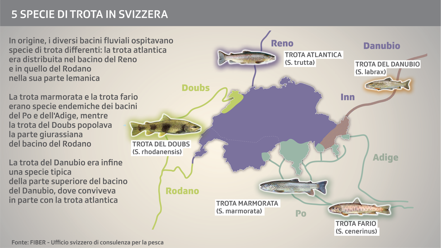 Cinque specie di trota in Svizzera