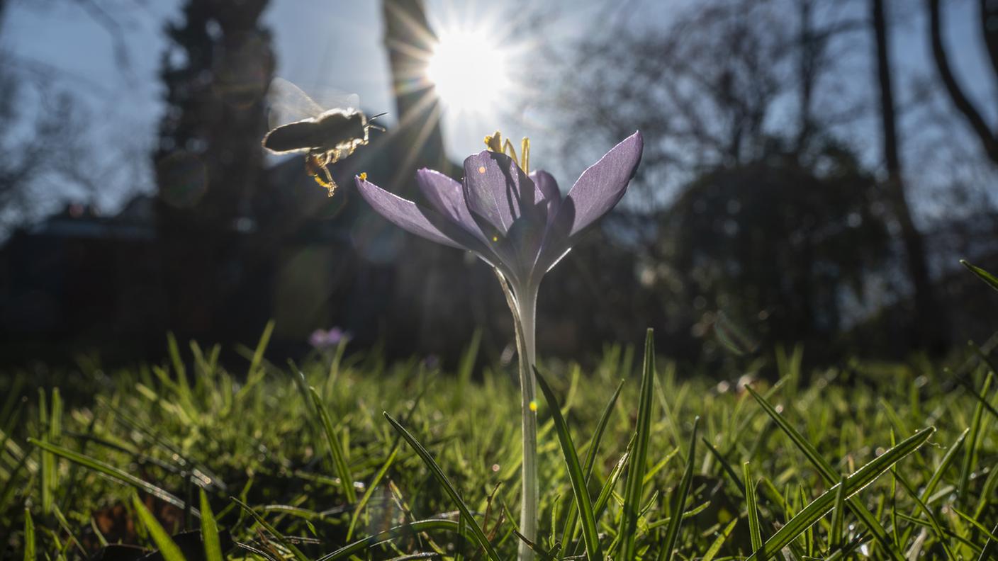 Anche Oltralpe si respira aria di primavera, nonostante Lolita, Petra e Sabine