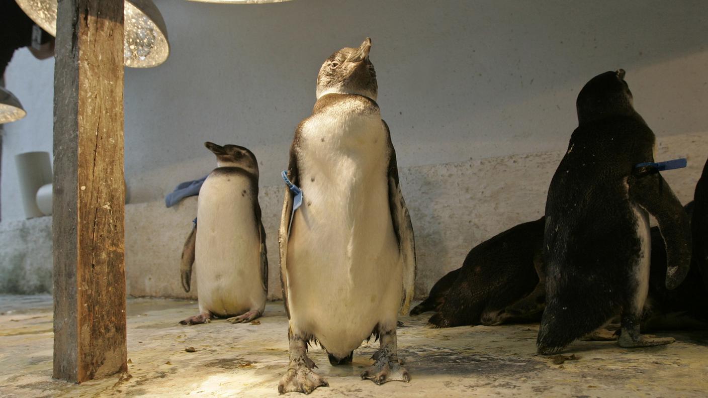 La fauna marina è sempre più vulnerabile