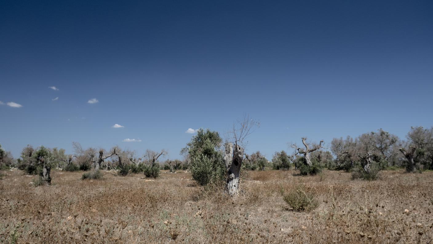 Il paesaggio lungo la strada provinciale che collega Lecce e Porto Cesareo è trapuntato di ulivi ormai morti