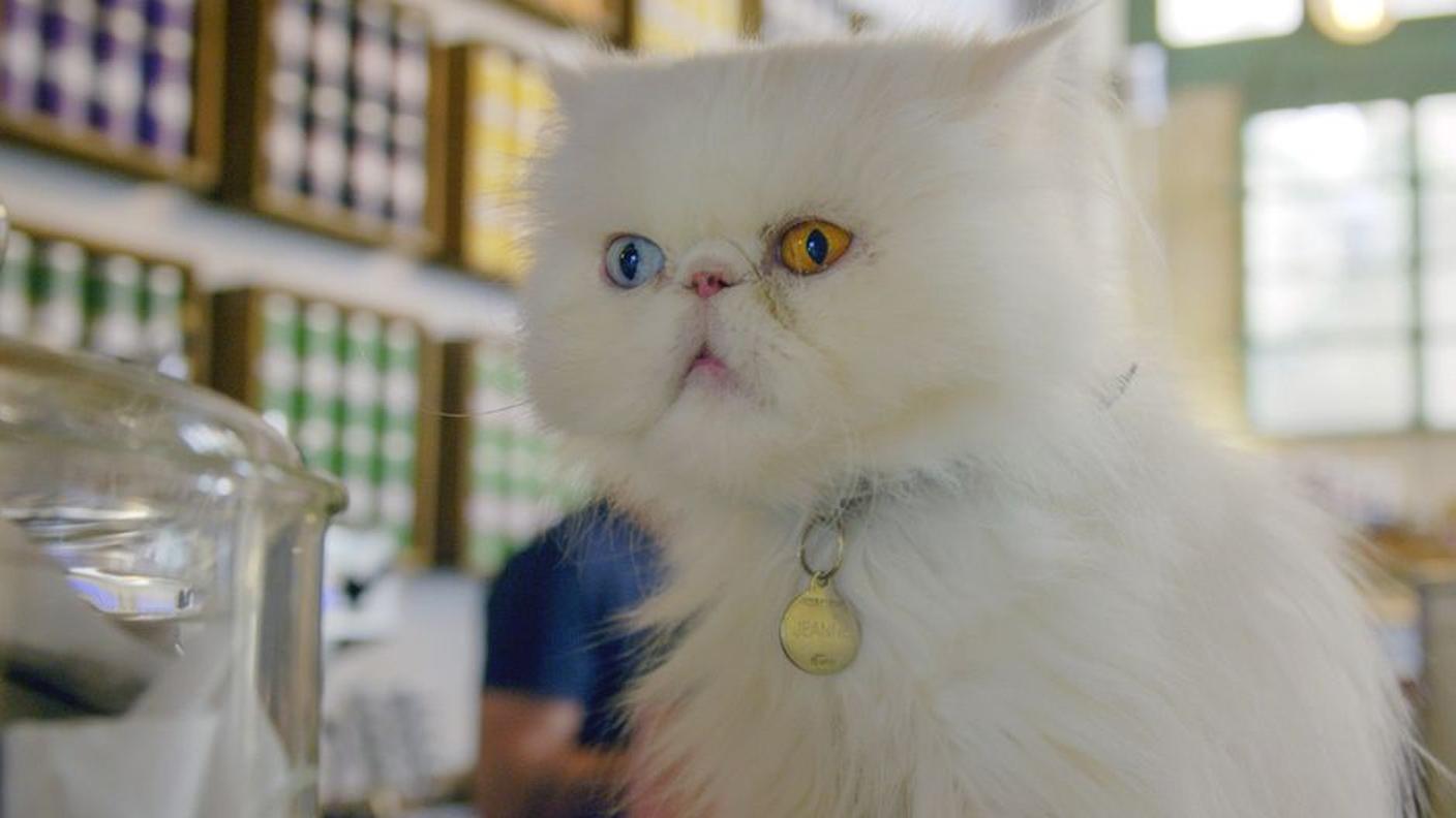 I gatti