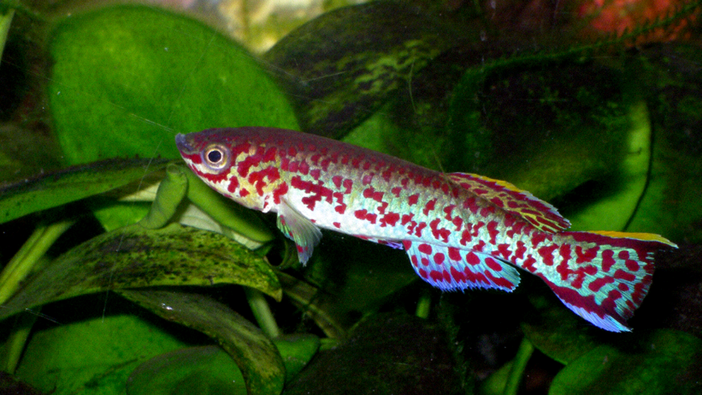 Un tipo di killifish