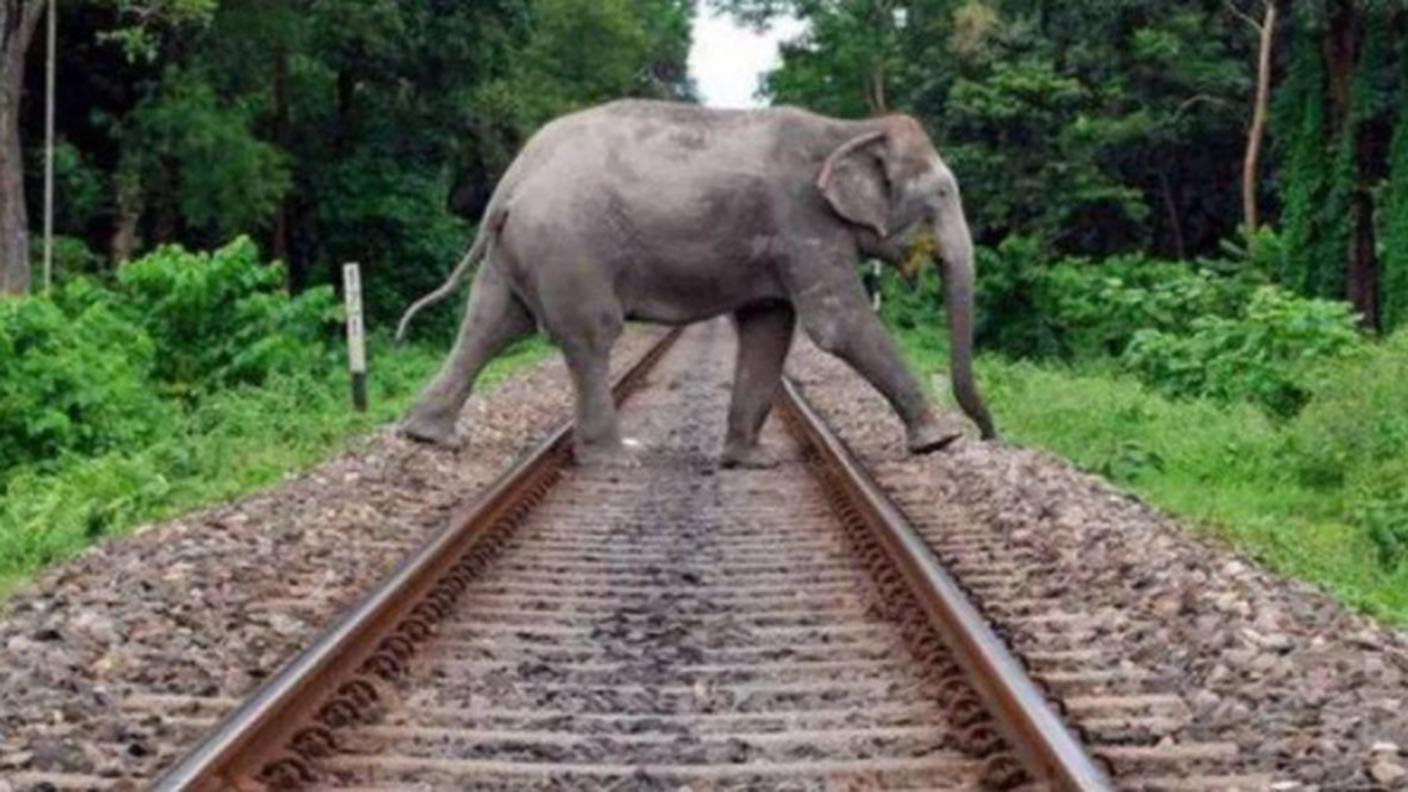 Treno si scontra con elefante e deraglia