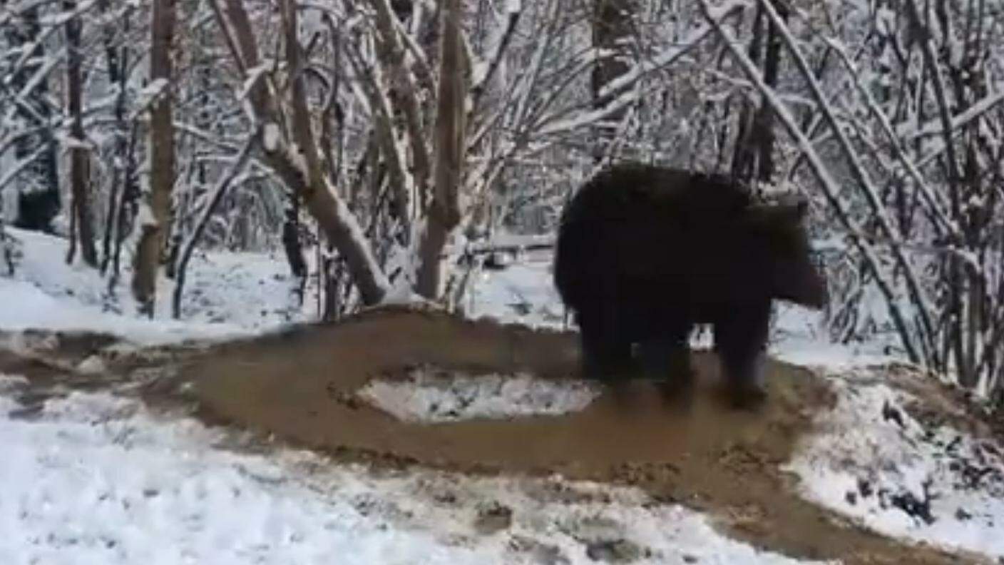 L'orsa gira su sé stessa anche dopo essere stata liberata