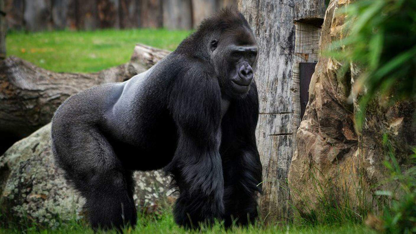 Anche il gorilla può ammalarsi di coronavirus