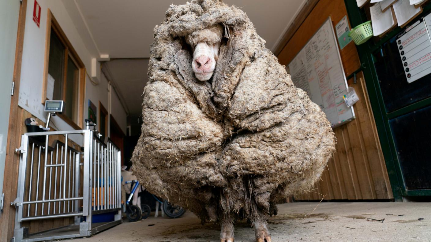 2021-02-24T054849Z_594599001_RC2RYL9EZH8Q_RTRMADP_3_AUSTRALIA-SHEEP.JPG