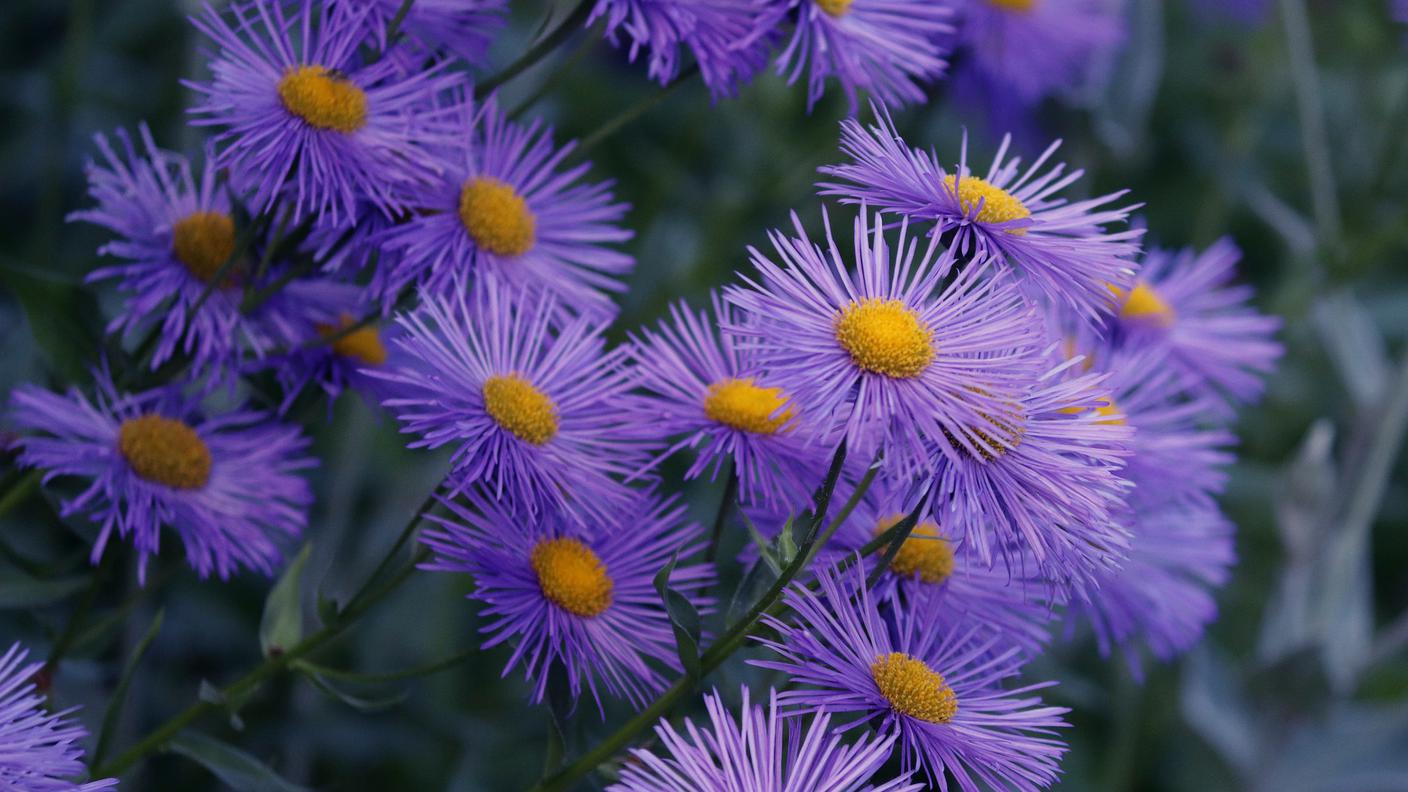 Il viola delle piazze ha portato il rosa negli Esecutivi