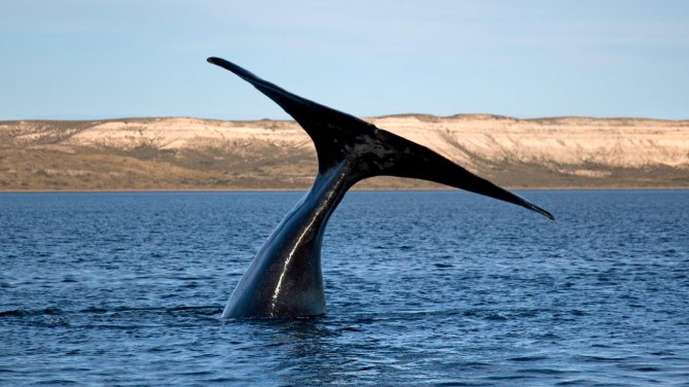 Moby Dick (istock)