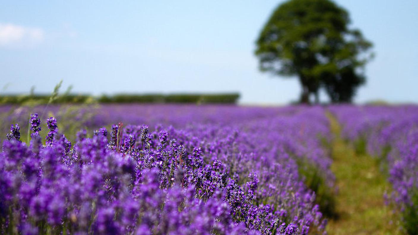 lavanda3.jpg