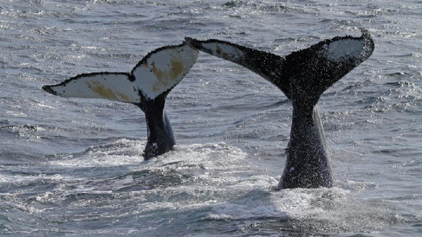 Moby Dick (istock)