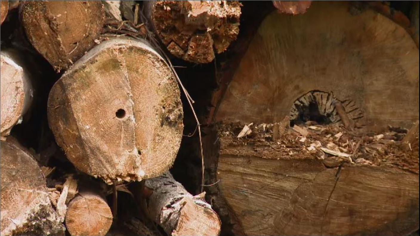 10 legno.JPG