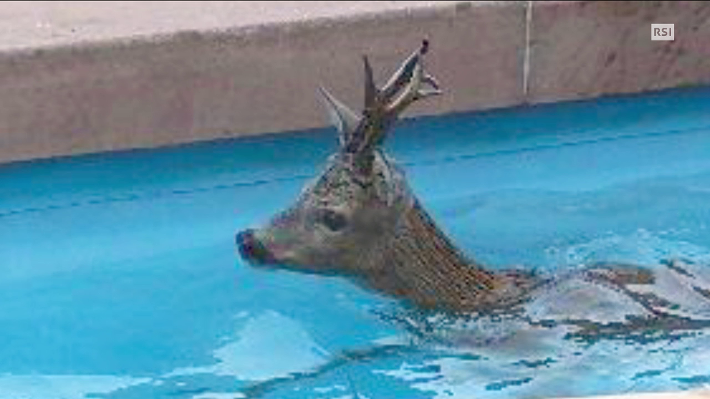 Quotidiano del 18.07.2014: Il tuffo del capriolo