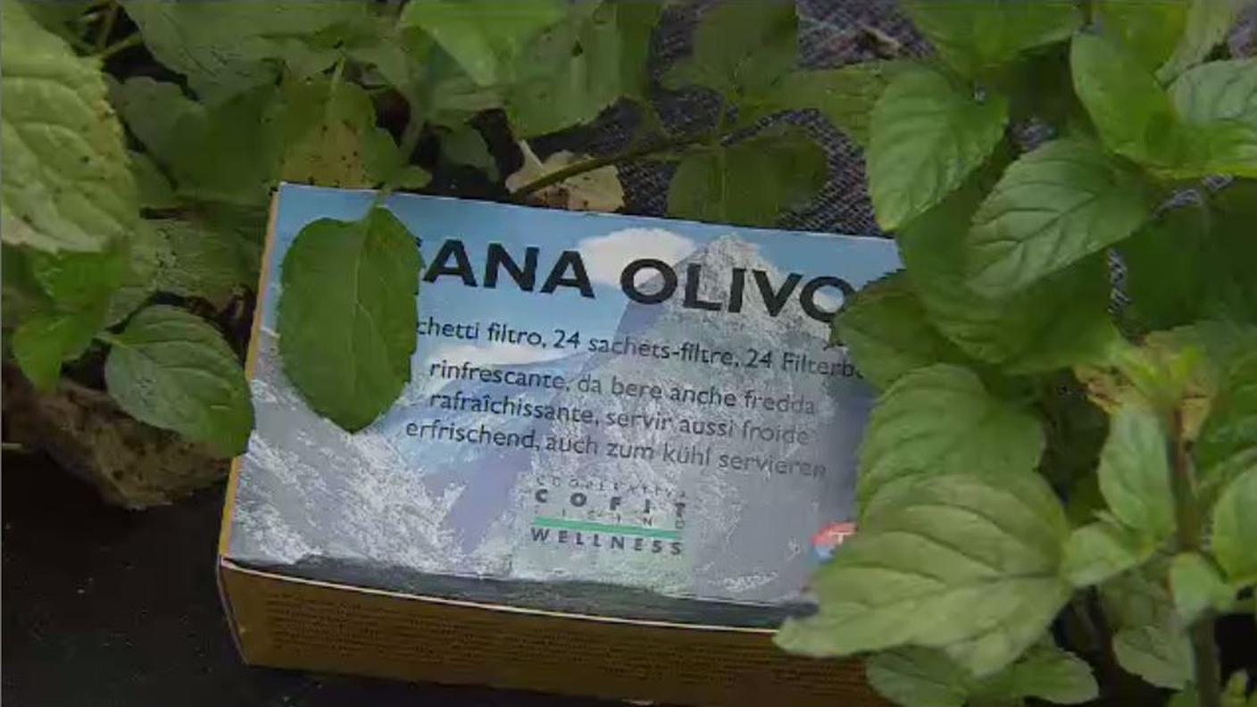 olivone.JPG