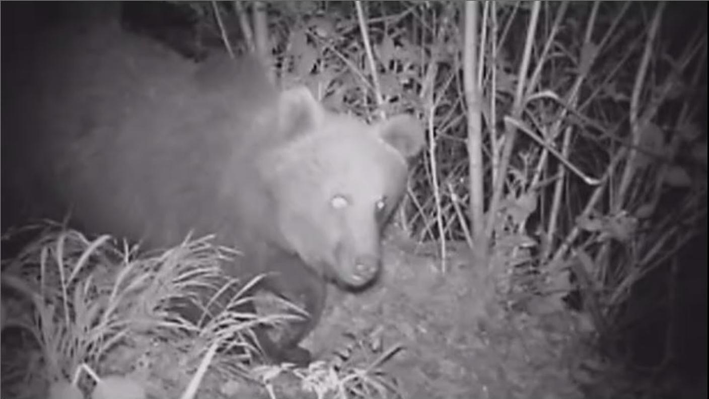 6 orso.JPG