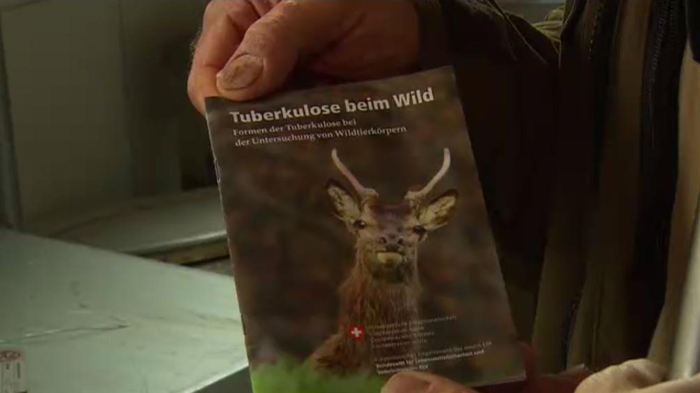 tubercolosi animale.JPG