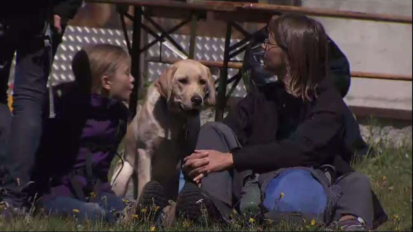 3 cani.JPG