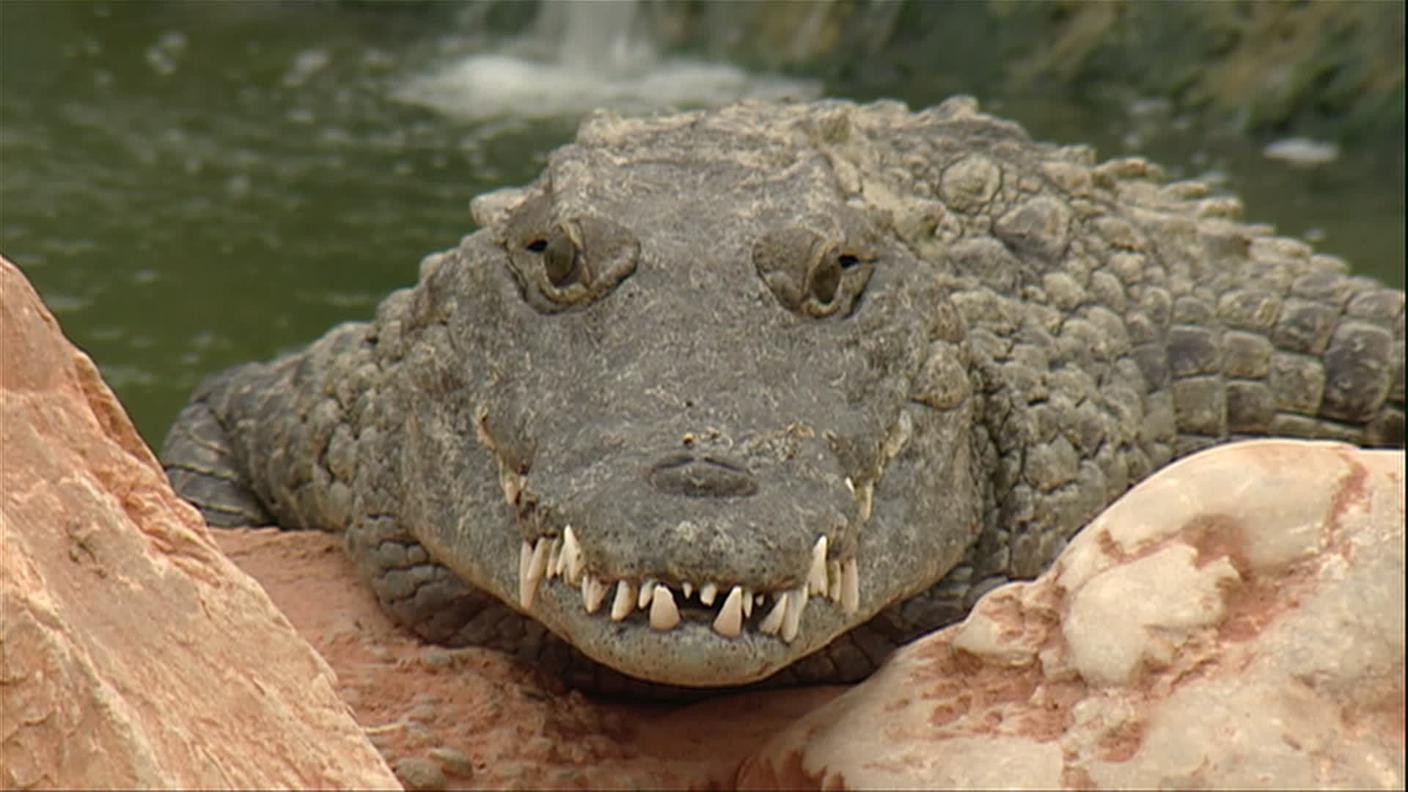 Coccodrillo.jpg