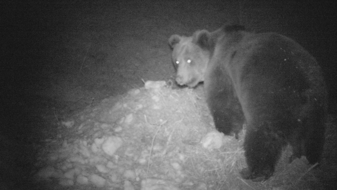 ORSO .JPG