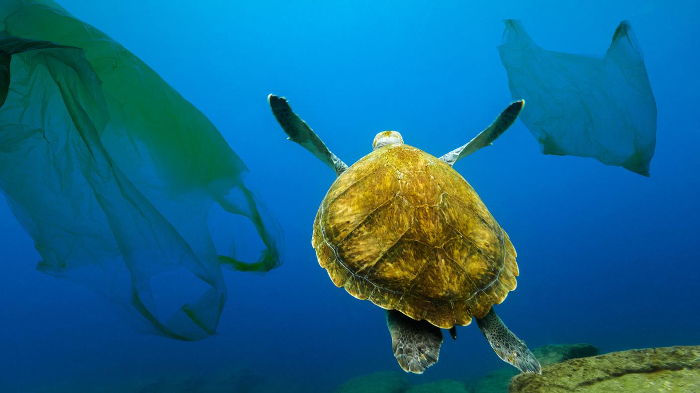 iStock-Spagna, Plastica, Mare, Tartaruga, Inquinamento